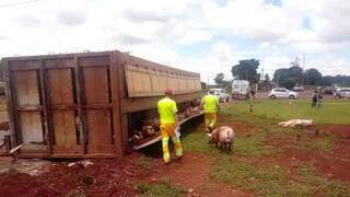 Caminh&atilde;o carregado com porcos tomba e deixa tr&acirc;nsito lento na BR-163