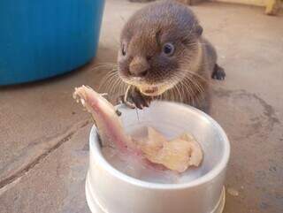 Filhote de lontre Blackie comendo peixes no pote. (Foto: Divulgação)