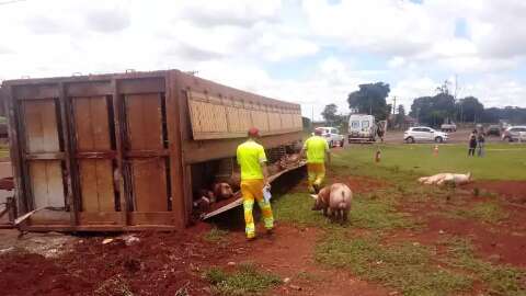 Caminh&atilde;o carregado com porcos tomba e deixa tr&acirc;nsito lento na BR-163