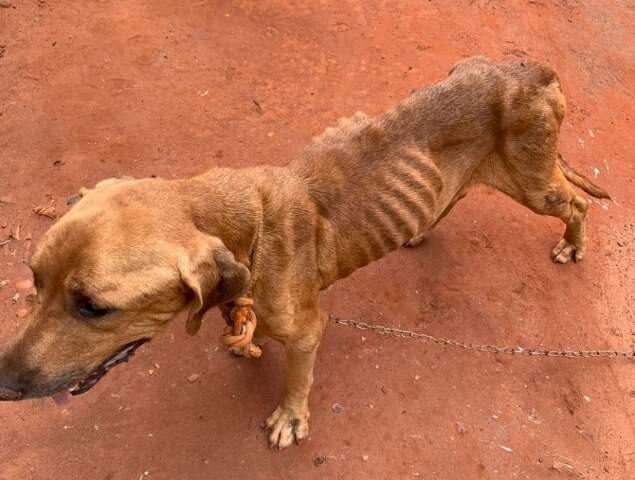 Ap&oacute;s den&uacute;ncia, pol&iacute;cia recolhe cachorro desnutrido e papagaio em resid&ecirc;ncia