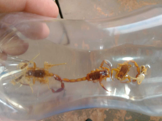 Escorpiões colocados em garrafa após serem encontrados no Parque do Sol. (Foto: Direto das Ruas)