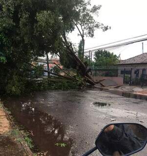 Árvore caída no bairro Santo Antônio, em Campo Grande (Foto: Luciano Lima/Direto das Ruas)