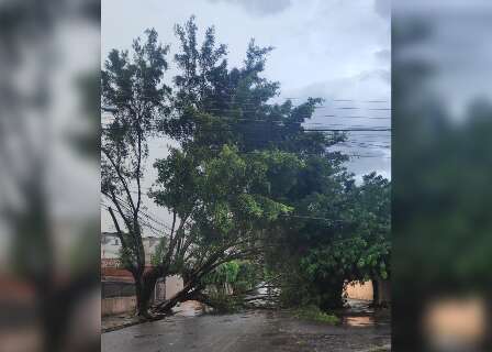 Chuva derruba árvore e atrapalha trânsito em avenida da Capital