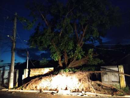 Árvores caem, atingem rede elétrica e bairros da Capital ficam sem luz