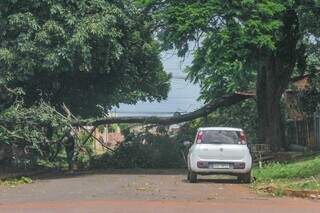 Árvore obstruindo a Rua Coronel Zelito Alves Ribeiro. (Foto: Marcos Maluf)