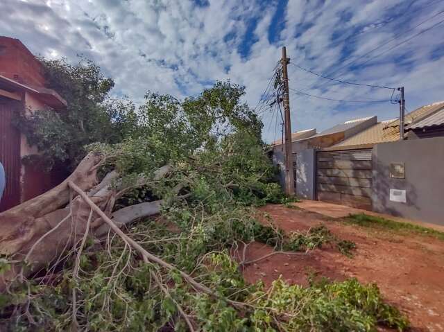 Quedas de &aacute;rvores interditam rua, destroem muro e deixam moradores sem luz