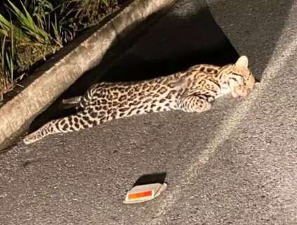 Jaguatirica é encontrada morta em rodovia de MS 