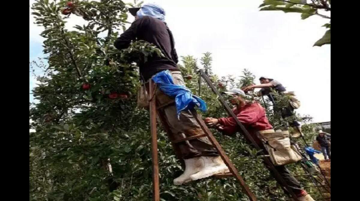 Empresas do RS intensificam contratações de indígenas para a