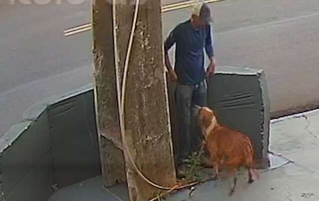 Policia identifica autor que deixou cachorro amarrado em poste na Capital 