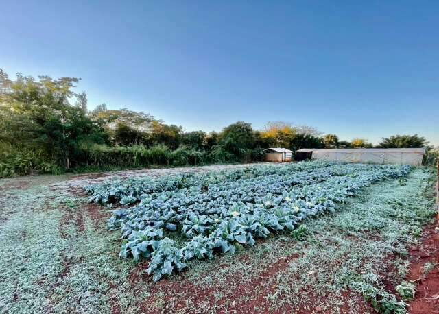 La Nin&atilde; deve favorecer a ocorr&ecirc;ncia de geadas em Mato Grosso do Sul 