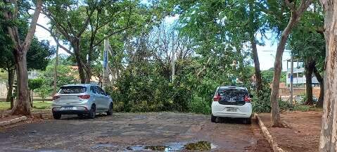 Ventania derruba parte de árvores e interdita rua na Vila Carvalho