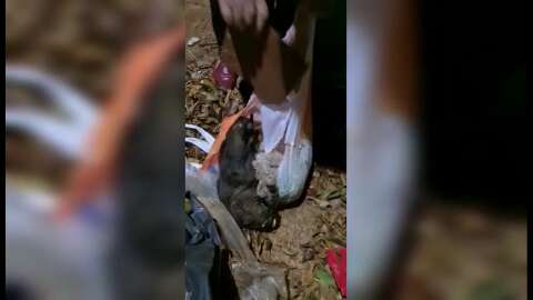 Moradoras encontram cachorro abandonado em sacola de lixo no Bairro Pioneiros 
