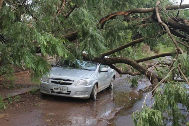Chuva r&aacute;pida com ventos fortes derruba &aacute;rvore em cima de carro na Capital 