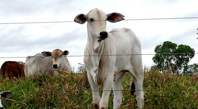 Programa Precoce MS ajuda a melhorar qualidade da carne sul-mato-grossense