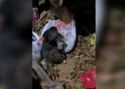 “Pensei que estivesse morto”, diz suspeita de abandonar cachorro em saco de lixo
