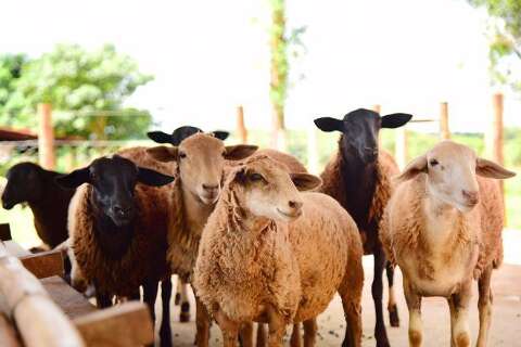 Em um ano, abate de ovinos cresce mais de 46% em MS