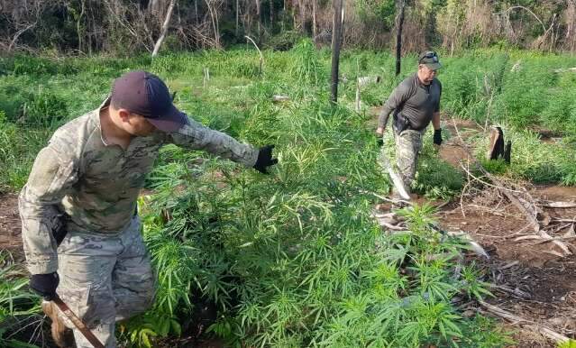 Ag&ecirc;ncia paraguaia amplia a&ccedil;&otilde;es e destr&oacute;i ro&ccedil;as de maconha na fronteira