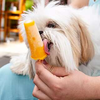 Picolé de frutas para cães e sorvete para donos é sensação em gelateria