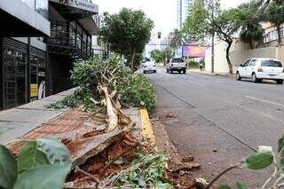 Árvore caída na rua Bahia, depois de ser atingida por veículo (Foto: Henrique Kawaminami)