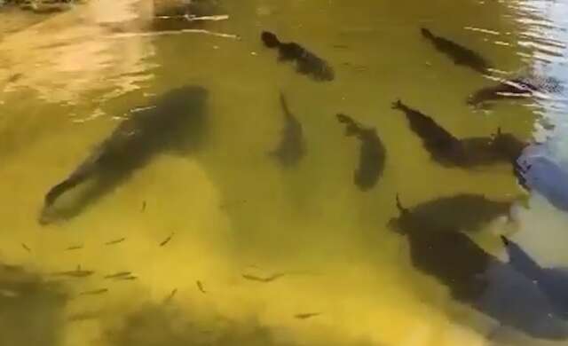 V&iacute;deo mostra, enfim, a transfer&ecirc;ncia dos peixes para o Aqu&aacute;rio do Pantanal 
