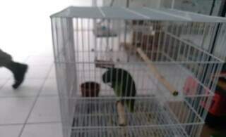 Papagaio-do-mangue resgatado após denúncia anônima (Foto: Divulgação)