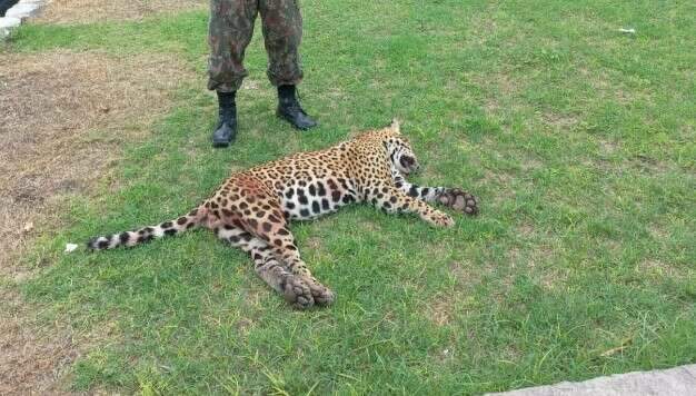 On&ccedil;a-pintada &eacute; encontrada morta ap&oacute;s ser atropelada na BR-262