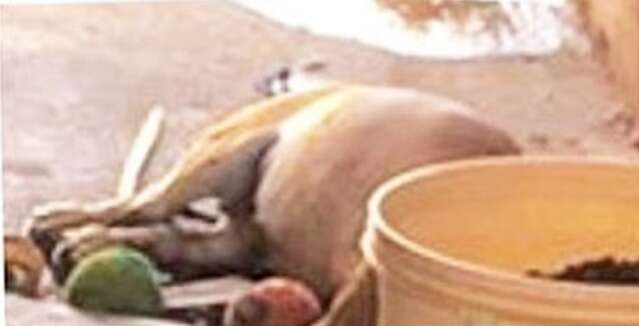 Mulher viaja, abandona c&atilde;es por tr&ecirc;s semanas e um deles morre