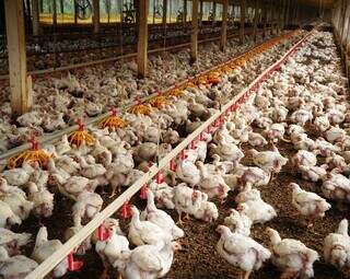 Produção de frango em granja brasileira; Brasil tem na China o principal destino das carnes de aves. (Foto: Divulgação)