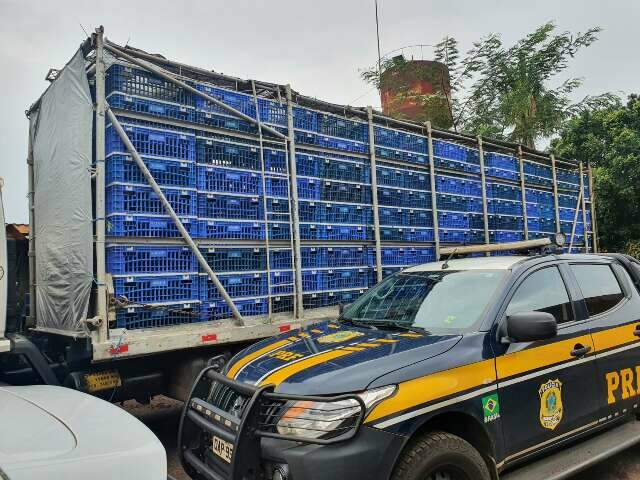 Carga de frango &eacute; apreendida recheada de 4,3 toneladas de maconha