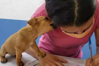 Filhote de cachorro lambendo sua nova tutora depois de ser adotado em feira da Subea. (Foto: Divulgação)