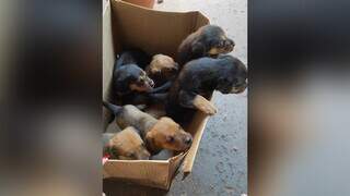 Os 6 filhotes foram abandonados dentro de uma caixa em área rural. (Foto: Direto das Ruas)