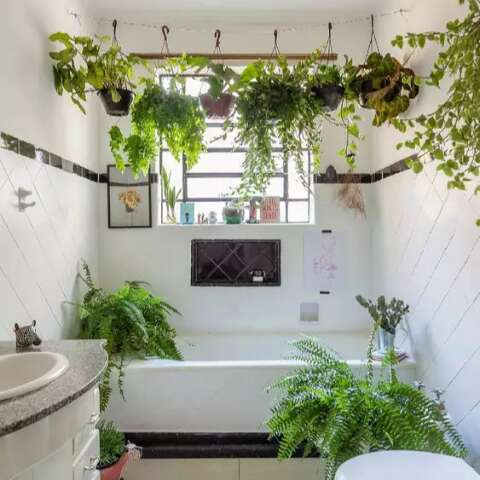 Planta pode transformar banheiro, mas n&atilde;o &eacute; qualquer verdinha