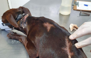 Cachorro recebendo atendimento veterinário. (Foto: Fátima News)