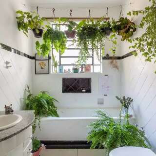 Planta pode transformar banheiro, mas não é qualquer verdinha