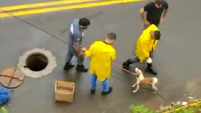 Bombeiros civis resgatam cachorro preso h&aacute; uma semana em esgoto na Capital