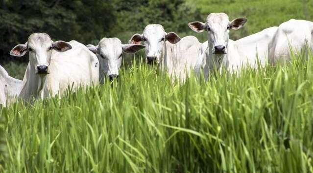 Chuvas contribuem para desenvolvimento de pastagem plantada em fevereiro