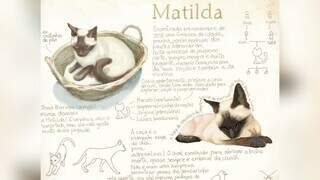 História da gata Matilda sendo contada por meio da ilustração. (Foto: Arquivo Pessoal)