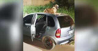 Mesmo com a presença da Polícia Militar, cachorro ficou em cima do carro até o proprietário chegar. (Foto: Polícia Militar)