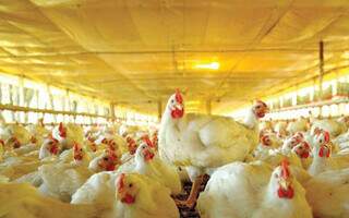 Criação de frango de corte em granja brasileira; uso de cereais de inverno na produção de proteína animal não é novidade. Novidade é o debate que tema ganhou. (Foto: Lucas Scherer)