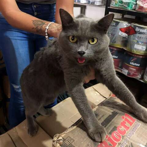Dono de loja procura família de gata cinza que “caiu do motor” de carro