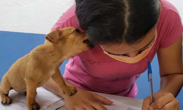 Com 30 animais, primeira feira de ado&ccedil;&atilde;o de 2022 acontece neste s&aacute;bado 