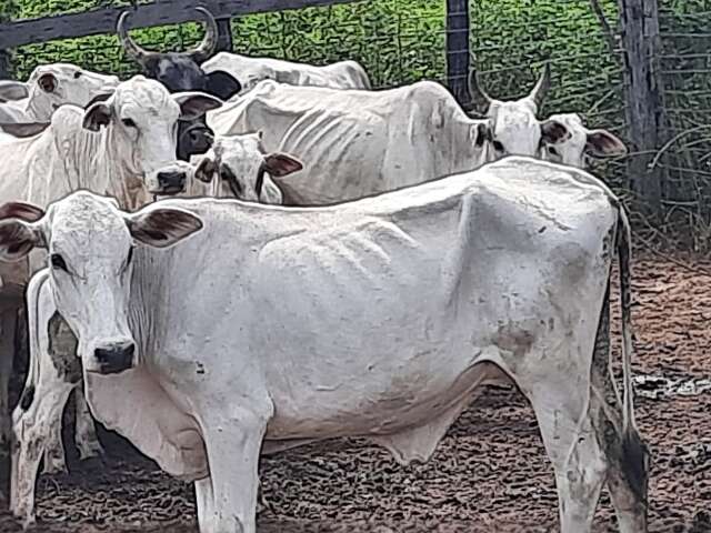 Nove bovinos morrem sem comida e mais 433, j&aacute; desnutridos, s&atilde;o resgatados 
