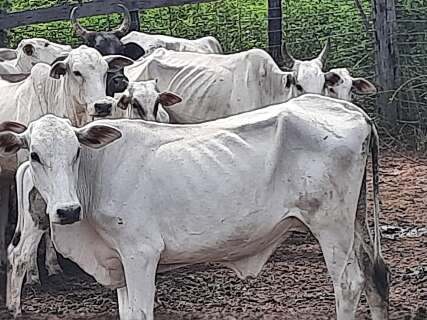 Nove bovinos morrem sem comida e mais 433, já desnutridos, são resgatados 