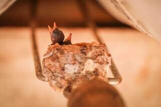 Beija-flor fez ninho em espeto de churrasco que seu Benjamin costuma deixar no telhado. (Foto: Henrique Kawaminami)