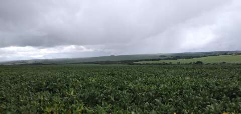 Produtor deve lucrar R$ 1,5 mil por hectare de soja plantado na atual safra