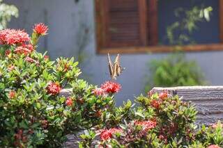 Jardim atrai muitas borboletas. (Foto: Henrique Kawaminami)