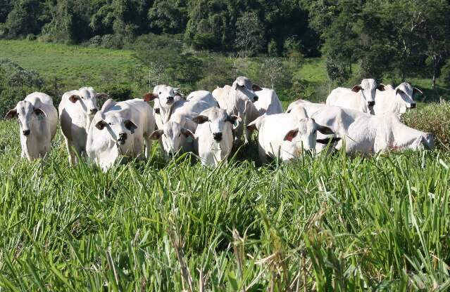 Abate de bovinos recua 8,2% e de aves 1,2% no 4º trimestre de 2021