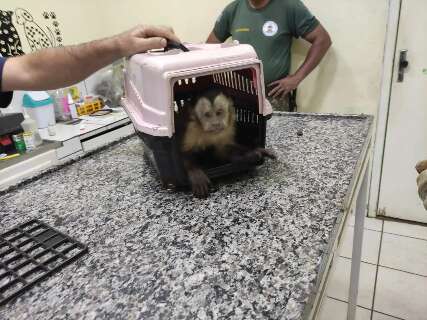 Macaco-prego é resgatado após levar choque em rede de iluminação pública 