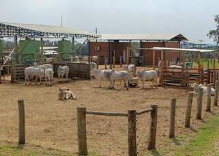 O experimento foi realizado na Fazenda Canchim, sede da Embrapa Pecuária Sudeste, em São Carlos (SP)