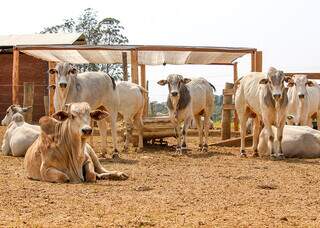 A sombra proporciona bem-estar aos animais, produtividade hídrica e impactos positivos na produção.